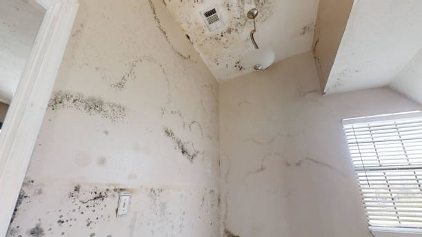 Best Forensic Mold Investigation  in Everson, WA