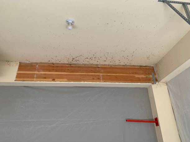 Mold Removal for HVAC Installations in Everson, WA